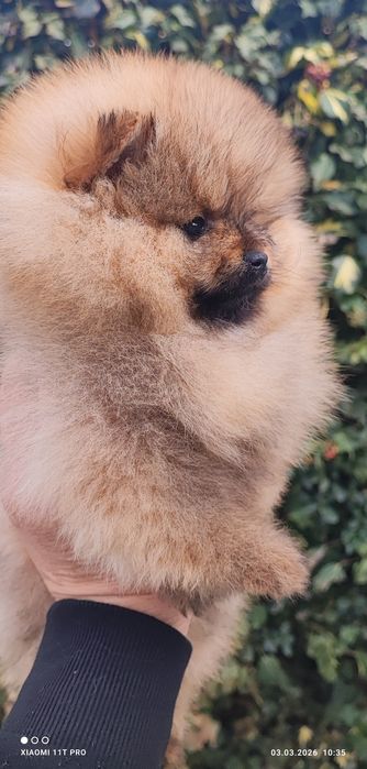 Померан мини момче