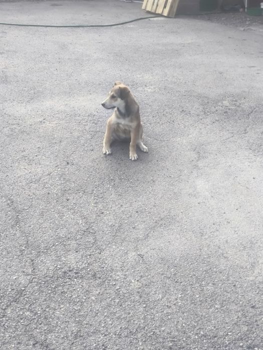 Щенок бесплатно.