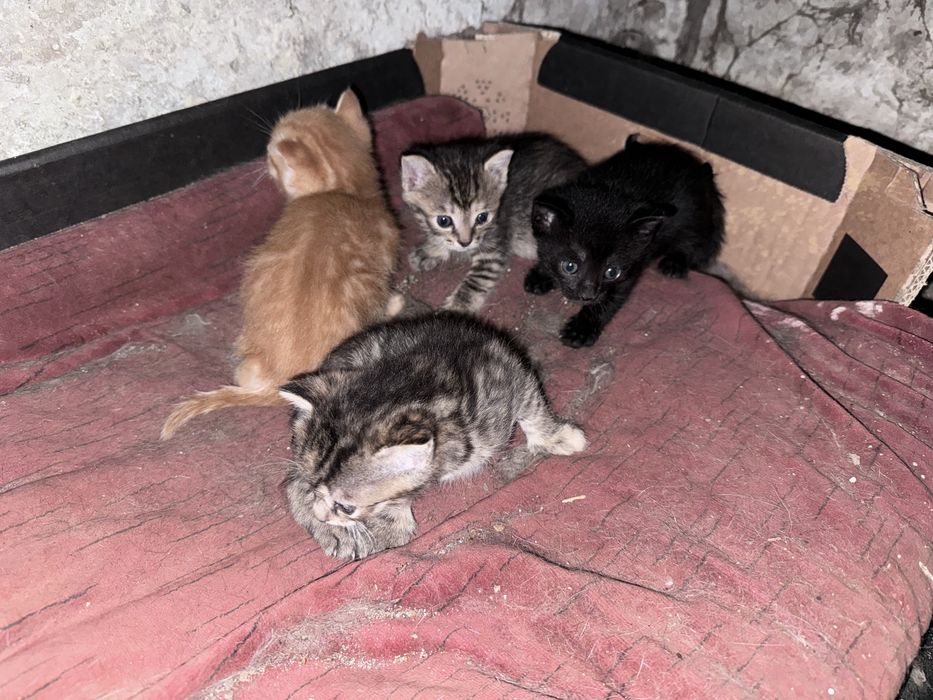 Отдам котят бесплатно