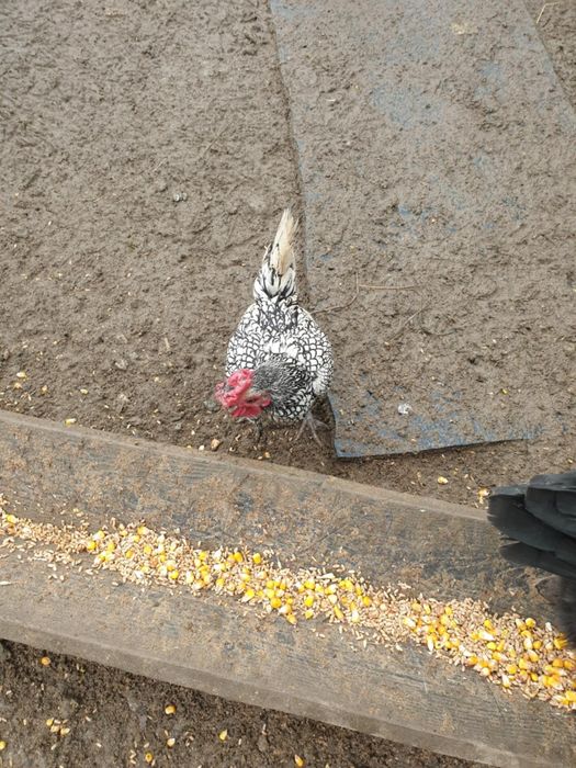 Vând găini de rasă