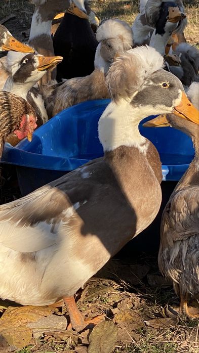 Rate motate ………….