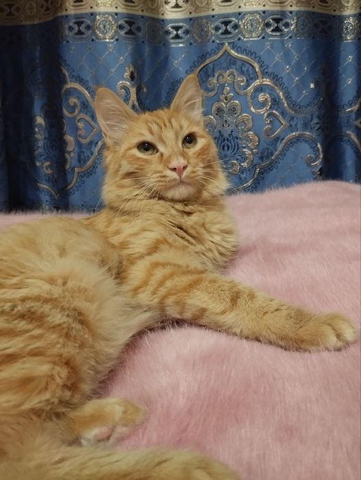 Бесплатно кот мальчик