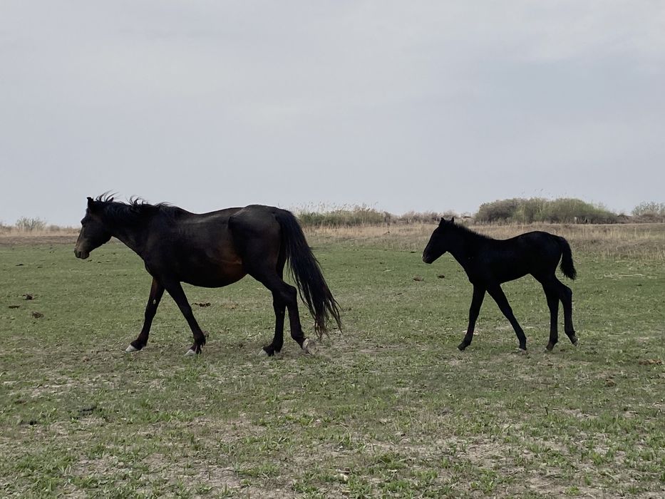 Кулынды бие