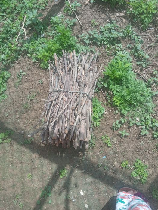 Taýor o'tin sotiladi