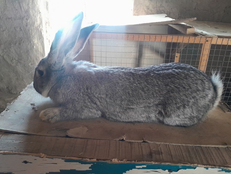 Falandr quyon quyon soatiladi samka va sames samka bug"oz