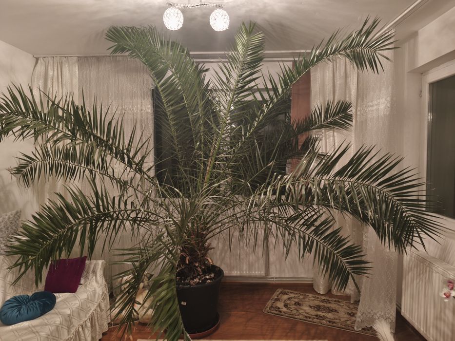 Palmier Curmal de vanzare