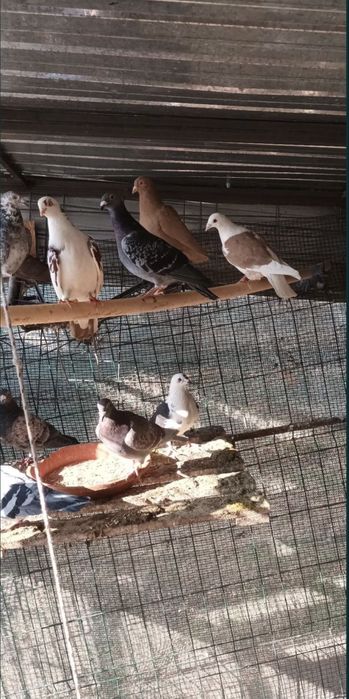 Porumbei de ornament