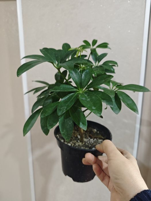 Продам.   Шефлеру