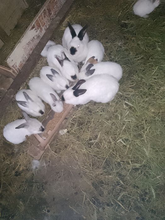 Iepurași din rasa Alb Californian