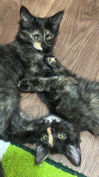 Пристраиваются котята. Домашние.