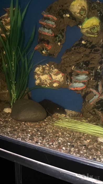 600 litrlik AKVARIUM