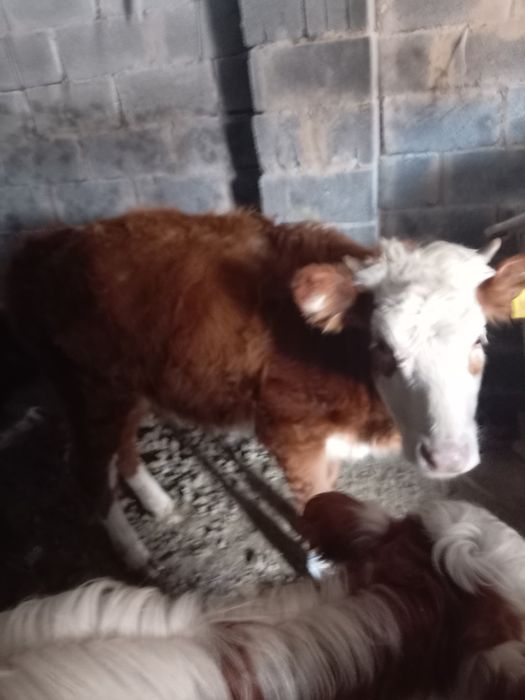 Бычок сатылады!!