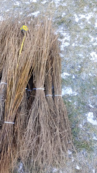 puieți forestieri pentru ampadurire pentru terenurile degradate