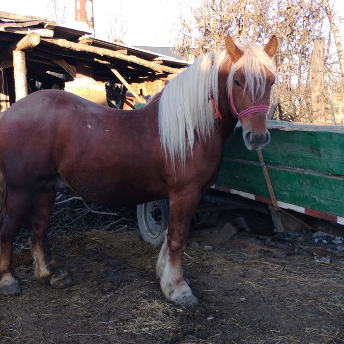 De vânzare  armăsar