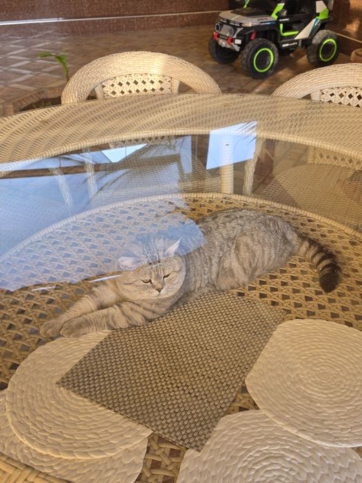 Британский короткошерстная