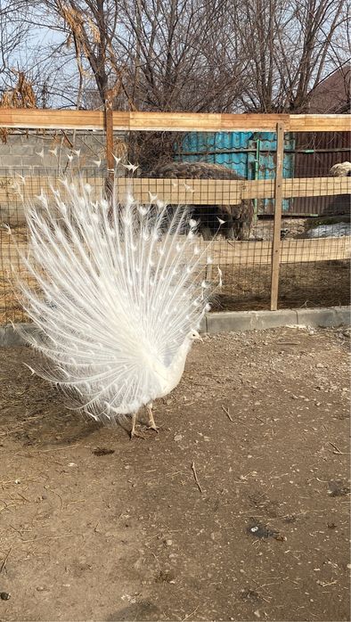 Белые Павлины молоднях