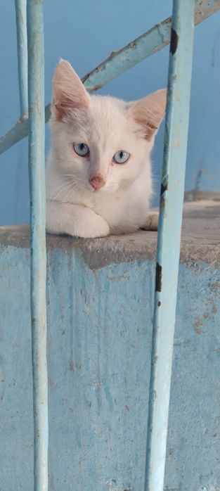 Котенок в добрые руки