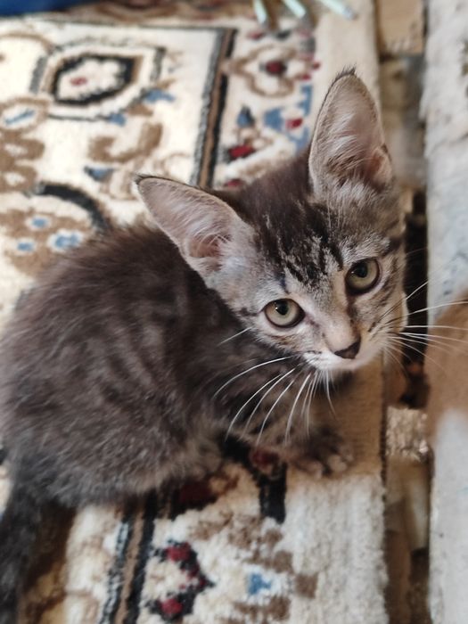 Отдам котят бауырластар 2