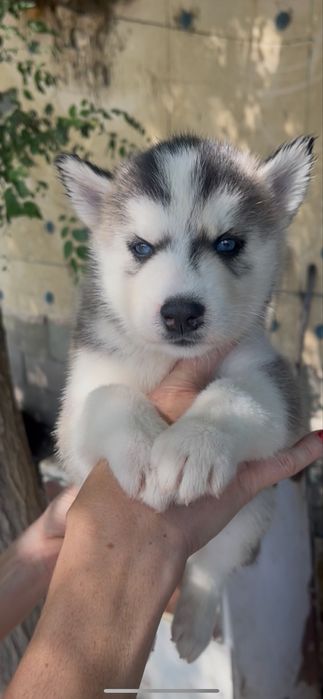 Красавица хаски  полтора месяца