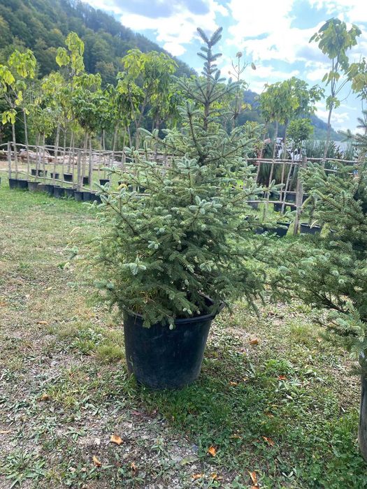 Arbori Decorativi Selecționați – Calitate de Top