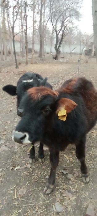 2 ta g'o'najin sotiladi