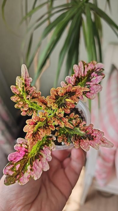 Цветы колеус от 500 тг