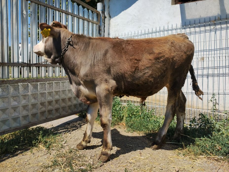 Vând tăurași ,la bucată,  tel .0753691216