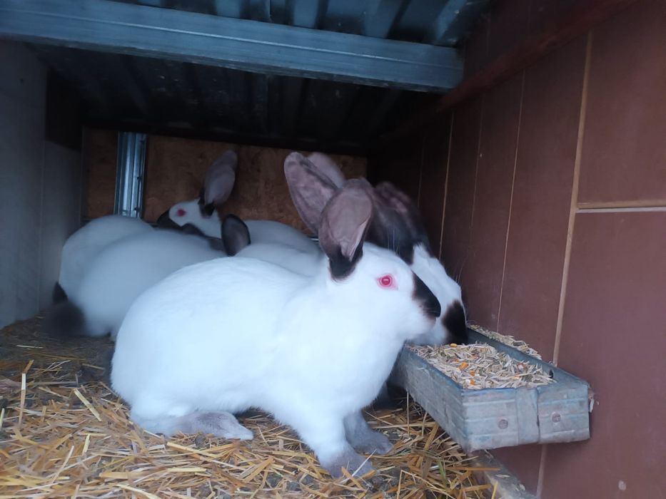 Masculi și femele Uriaș de Transilvania