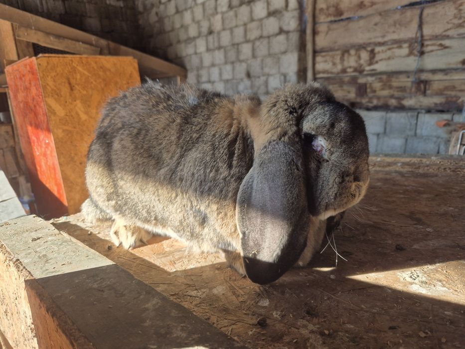 Vând femele berbec german