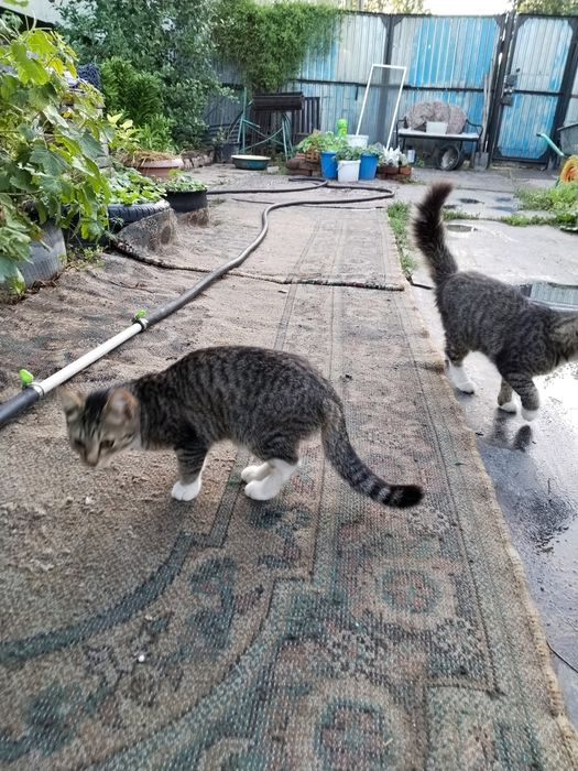 Отдам котят в хорошие руки.