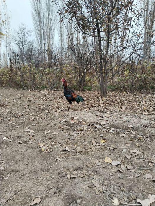 Хороз сотилади  зоти тоза