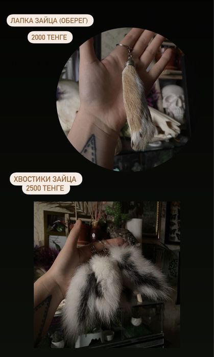 Череп косули и не только