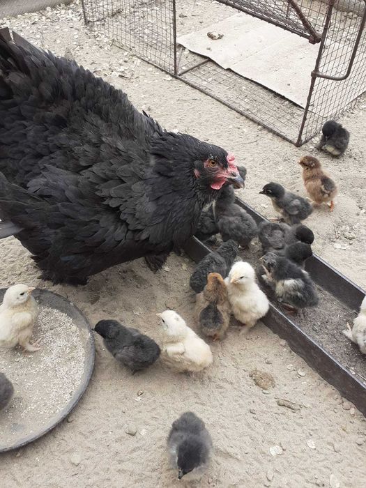 продам курицу квочка с цыплятами
