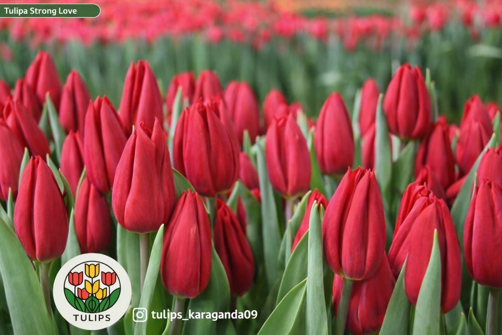 Тюльпаны с Голландий оптом