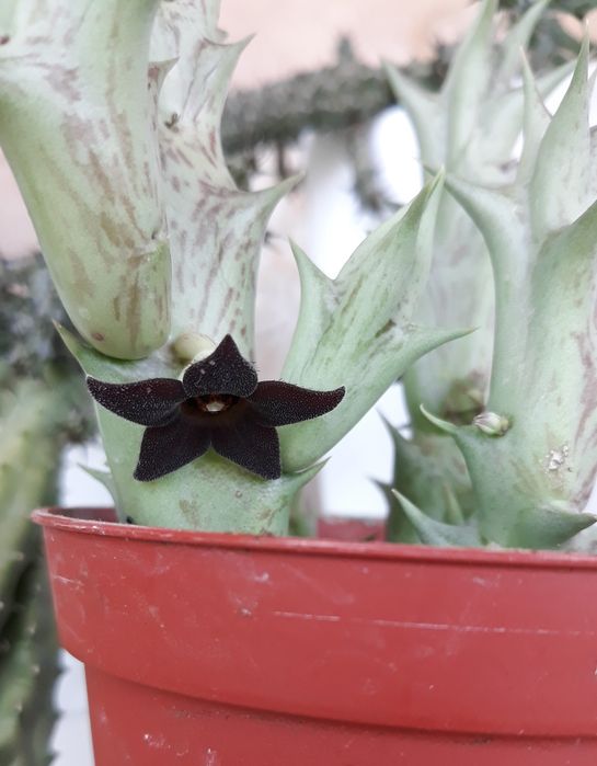 Стапелии,Гуэрнии.