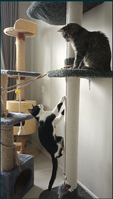 ЗООгостиница Передержка КОШЕК