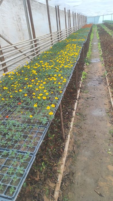 Гул сатылады. Светы