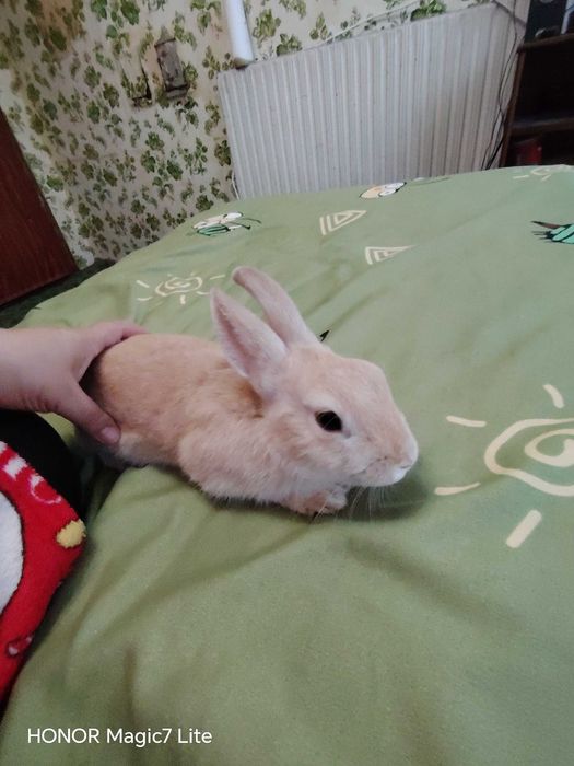 Мини зайче Холандско джудже на 3 месеца