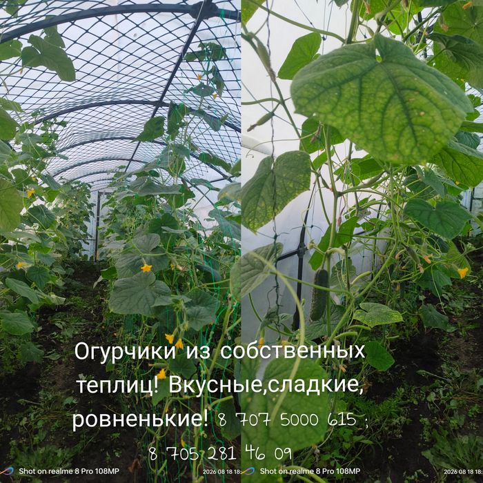 Огурчики домашние