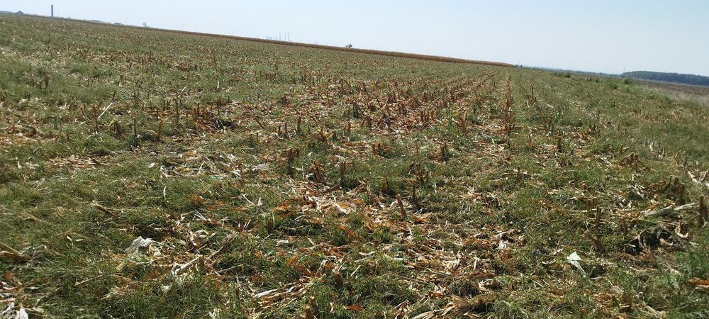 Baloți rotunzi de coceni