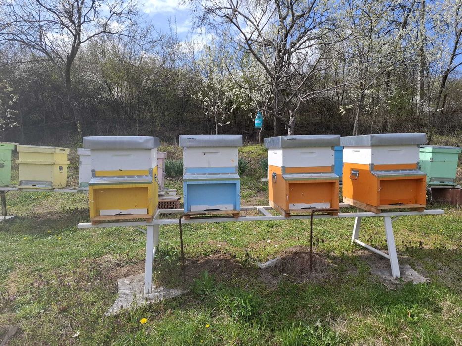 Familii albine de vanzare