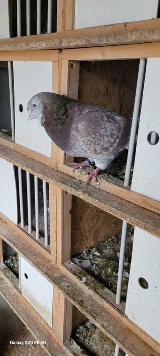 Porumbei standard românesc