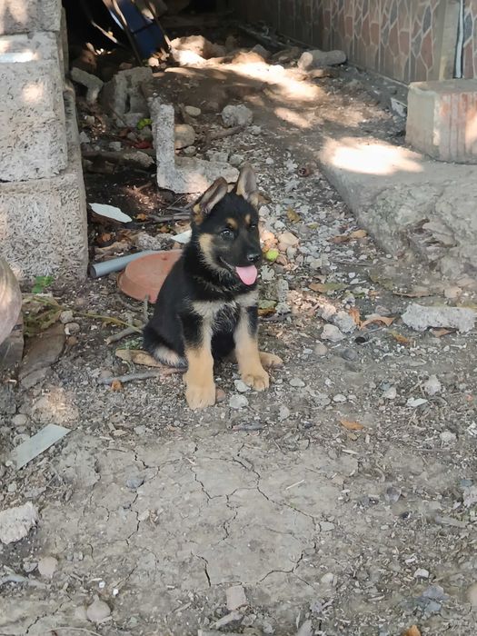 Câine ciobănesc