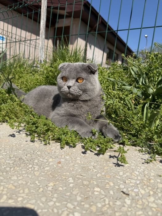 Scottish fold din parinti cu pedigree