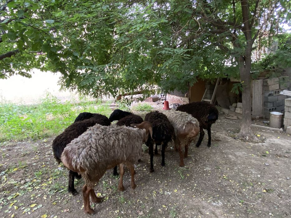 qo’y sotiladi qurbonlik uchun