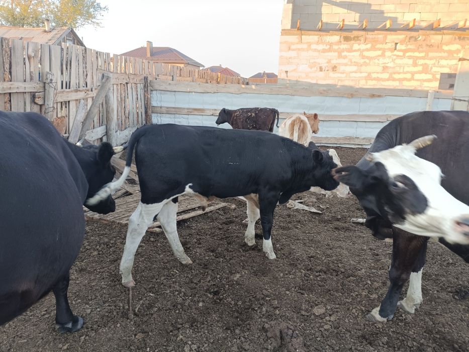 Продам бычков 6 месяцев