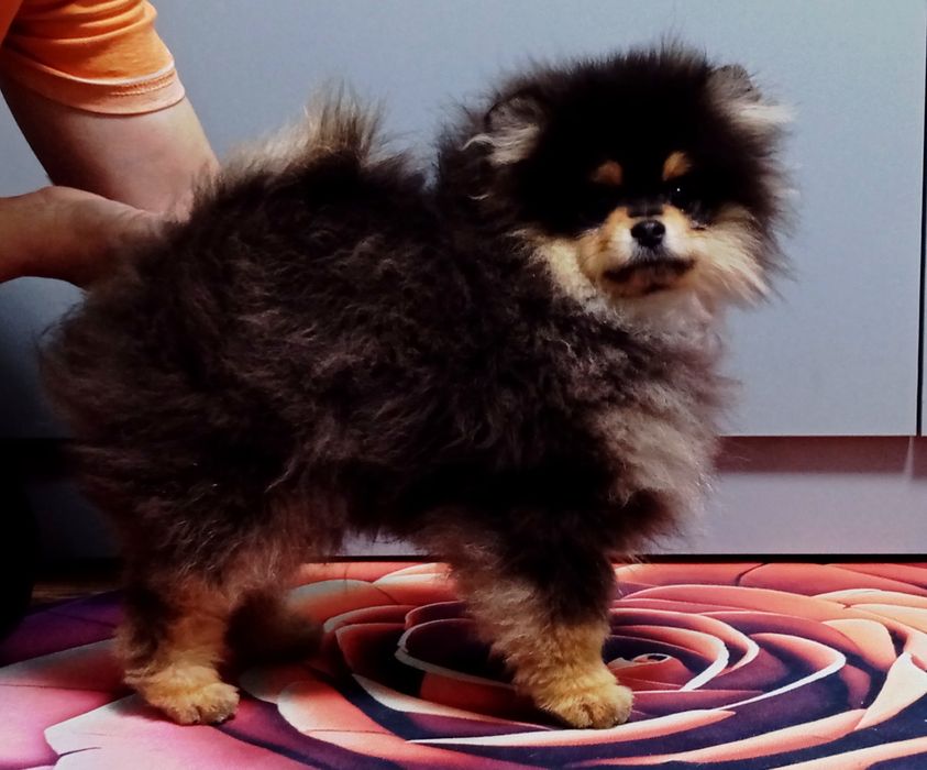 Щенок помернского шпица