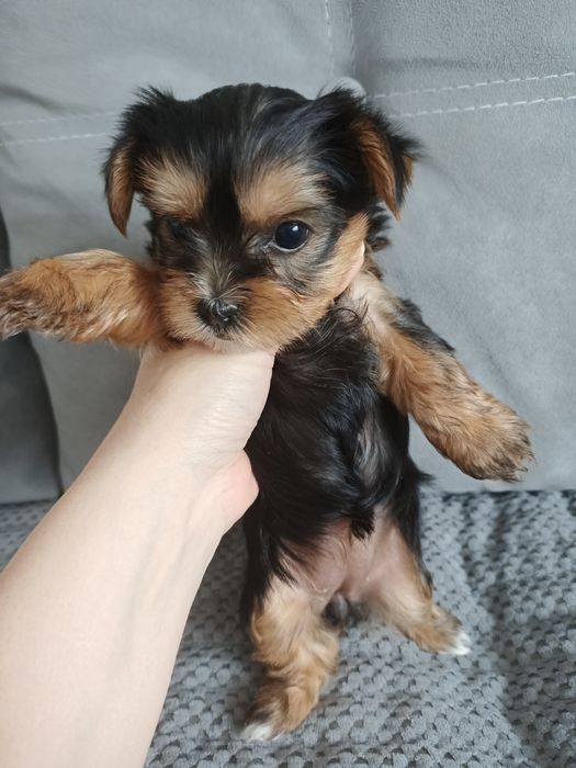 Йоркширский терьер