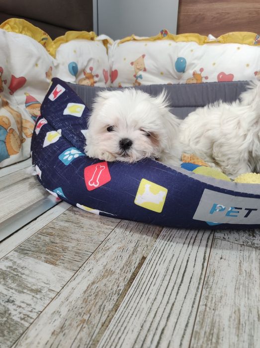 Малтийска болонка