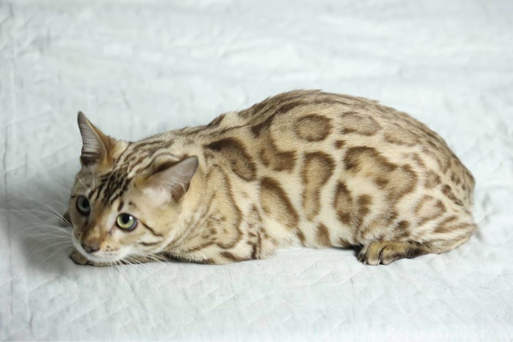 Клубная бенгальская кошка!